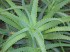 Prodotto: ALOE VERA CON GLUCANO